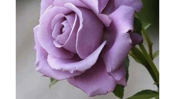 处女座最喜欢哪种颜色的玫瑰?小淇云库-创业网-网赚副业-网创副业-项目拆解-技术类创业资源网-副业网-免费资源下载小淇云库