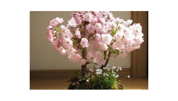 阳台种植樱花的北方风水探讨小淇云库-创业网-网赚副业-网创副业-项目拆解-技术类创业资源网-副业网-免费资源下载小淇云库