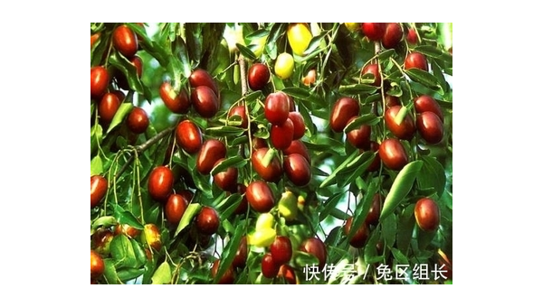 院子里养兔子的风水讲究小淇云库-创业网-网赚副业-网创副业-项目拆解-技术类创业资源网-副业网-免费资源下载小淇云库