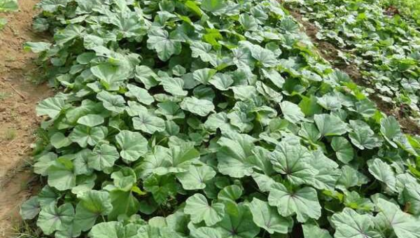 十大春季养生蔬菜的营养价值小淇云库-创业网-网赚副业-网创副业-项目拆解-技术类创业资源网-副业网-免费资源下载小淇云库