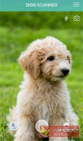 Dog Scanner 狗狗鉴定器v22.2.21-G高级版小淇云库-创业网-网赚副业-网创副业-项目拆解-技术类创业资源网-副业网-免费资源下载小淇云库