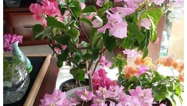 阳台种植杜鹃花的北方风水探讨小淇云库-创业网-网赚副业-网创副业-项目拆解-技术类创业资源网-副业网-免费资源下载小淇云库