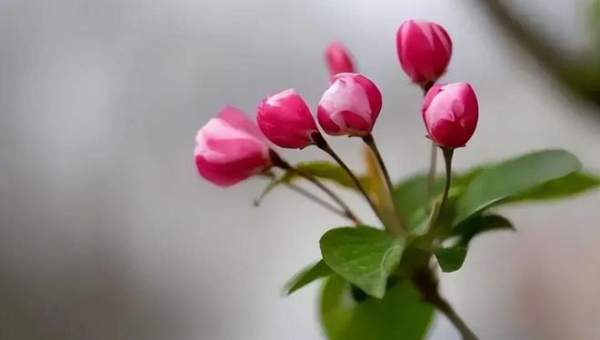 阳台种植海棠花的北方风水探讨小淇云库-创业网-网赚副业-网创副业-项目拆解-技术类创业资源网-副业网-免费资源下载小淇云库