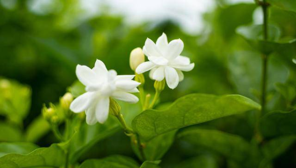 阳台种植茉莉花的北方风水分析小淇云库-创业网-网赚副业-网创副业-项目拆解-技术类创业资源网-副业网-免费资源下载小淇云库