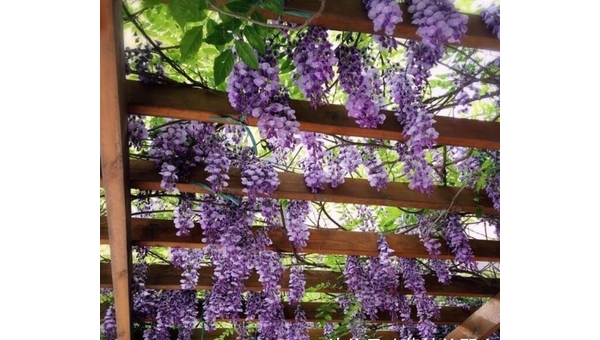 阳台种植紫藤的北方风水分析小淇云库-创业网-网赚副业-网创副业-项目拆解-技术类创业资源网-副业网-免费资源下载小淇云库